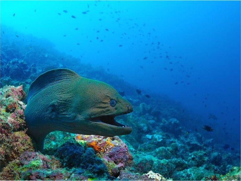 Moray eel on coral reef