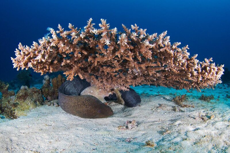 Moray eel under coral