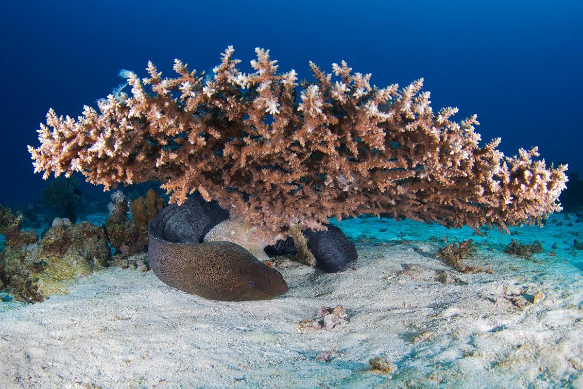 Moray eel under coral