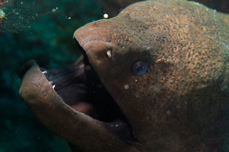 Moray Eel with Open Mouth