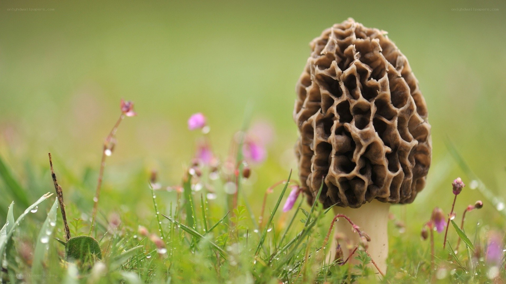 morel mushroom in grass