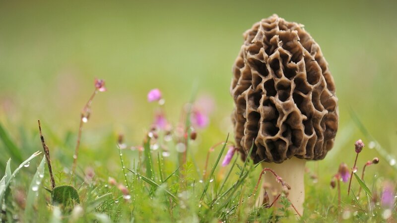 Morel Mushroom in Grass — Green, Natural, Morning