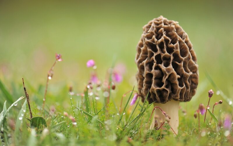 Morel Mushroom in Grass — Green
