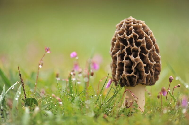 Morel mushroom in grass