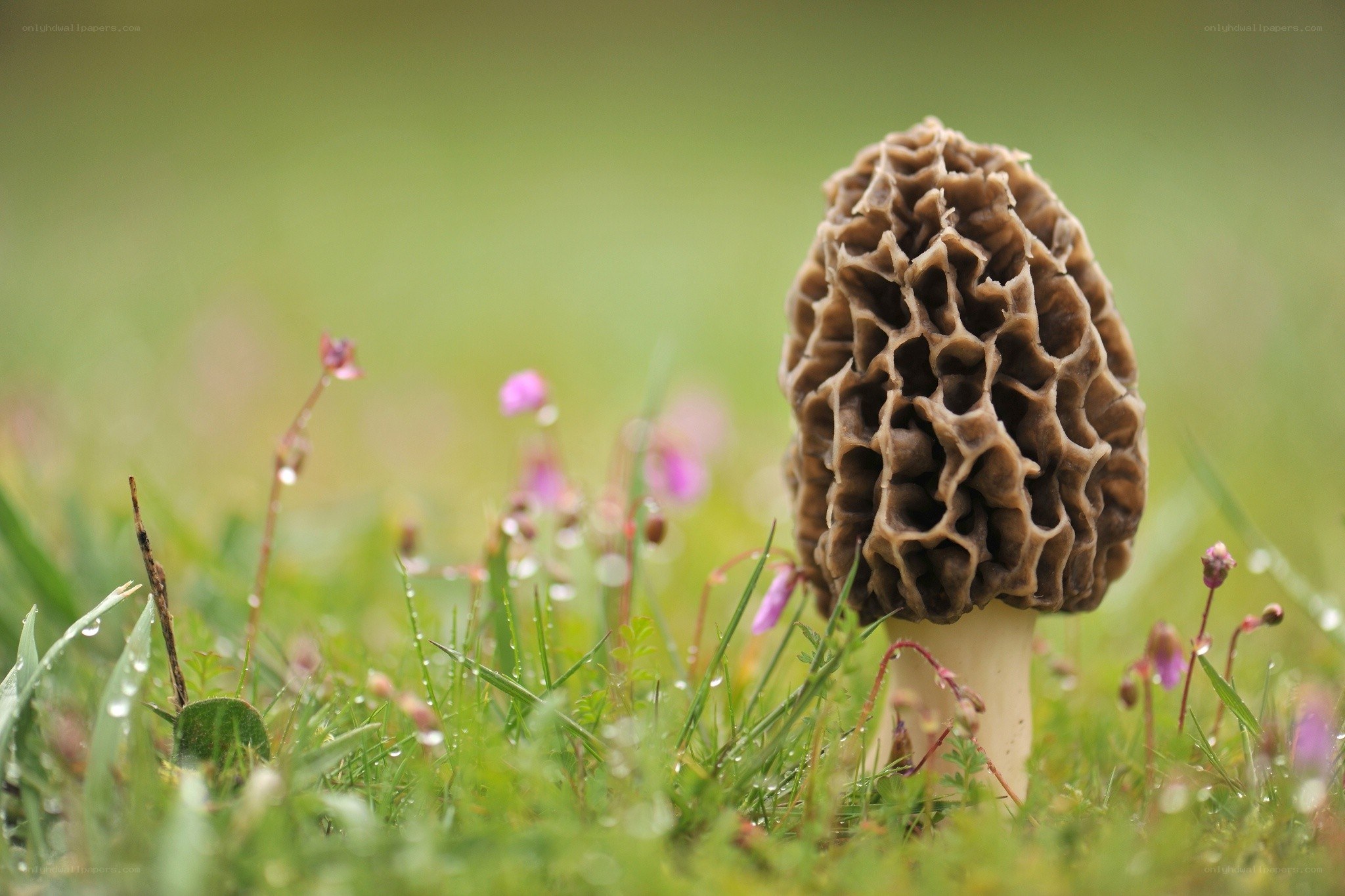 Morel mushroom in grass