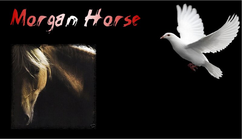 Morgan Horse Head