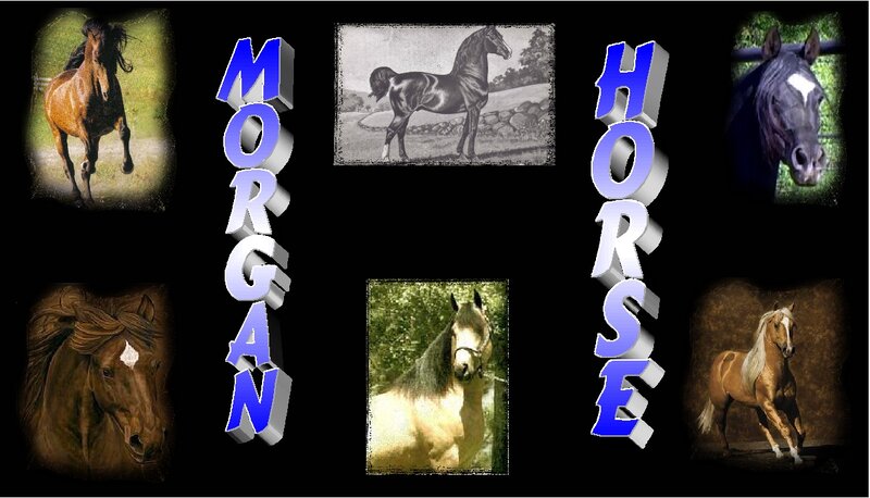 Morgan Horses