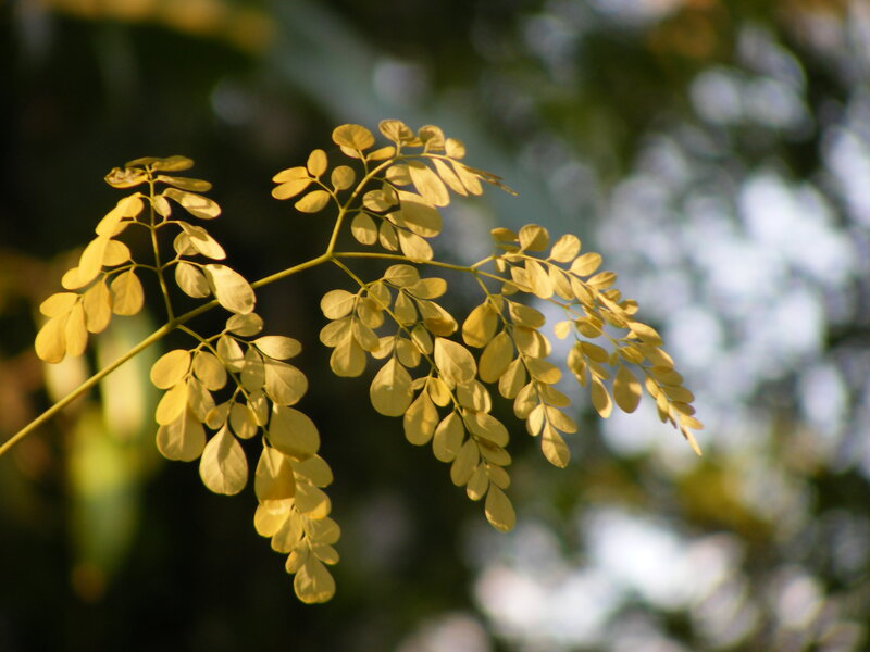 Moringa Leaf Branch