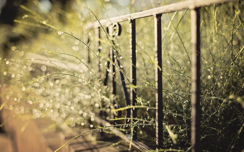 Morning dew on garden plants