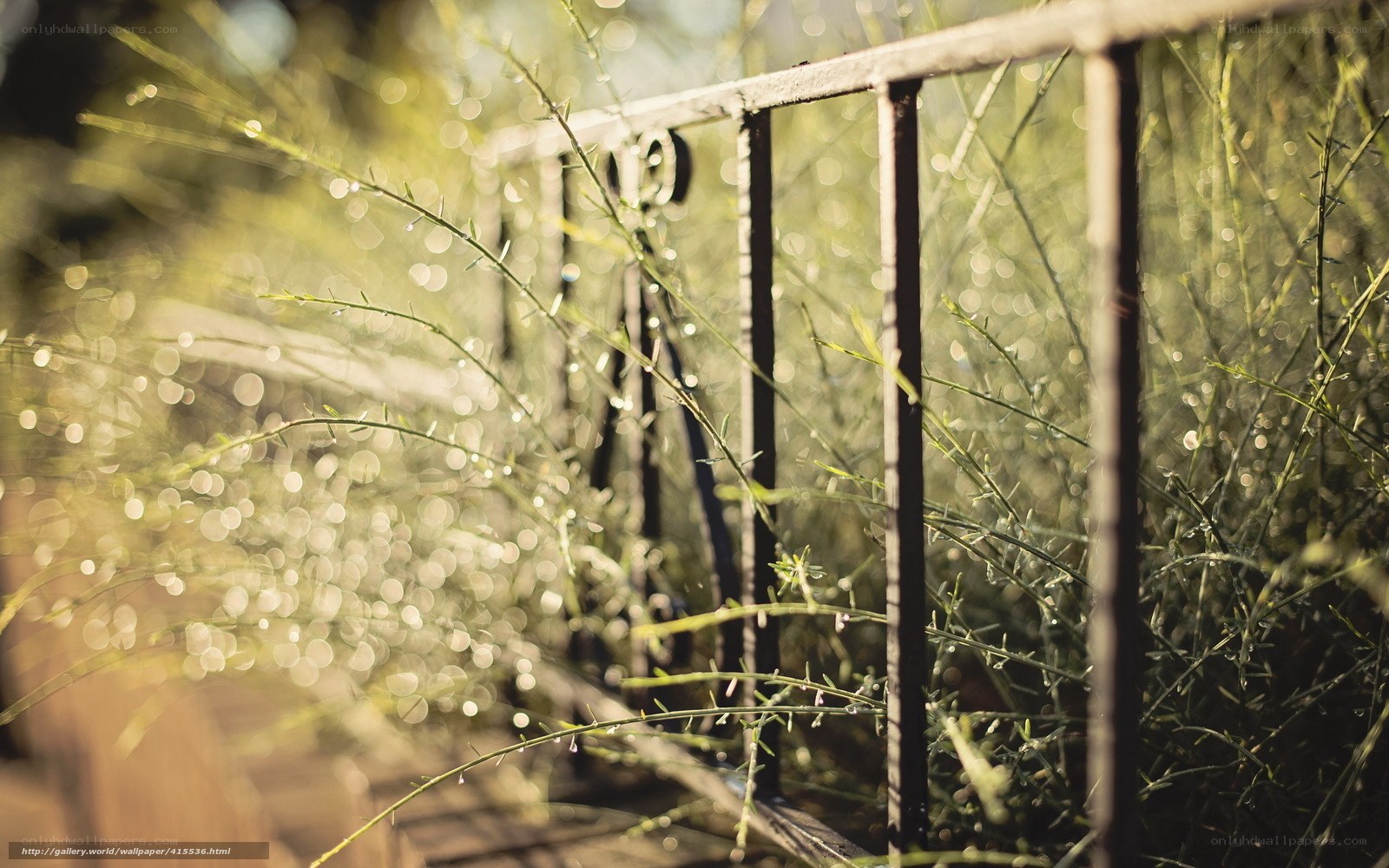 Morning dew on garden plants