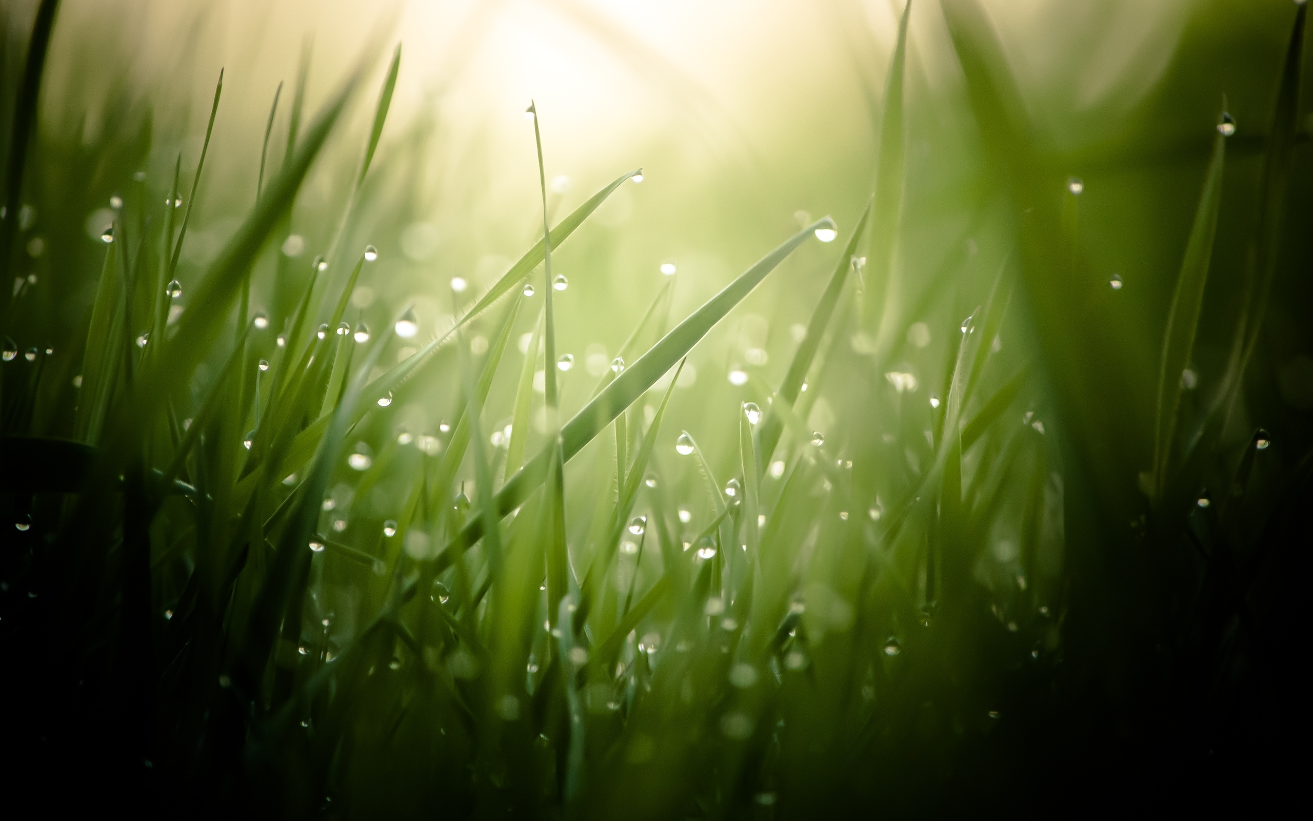 Morning dew on grass