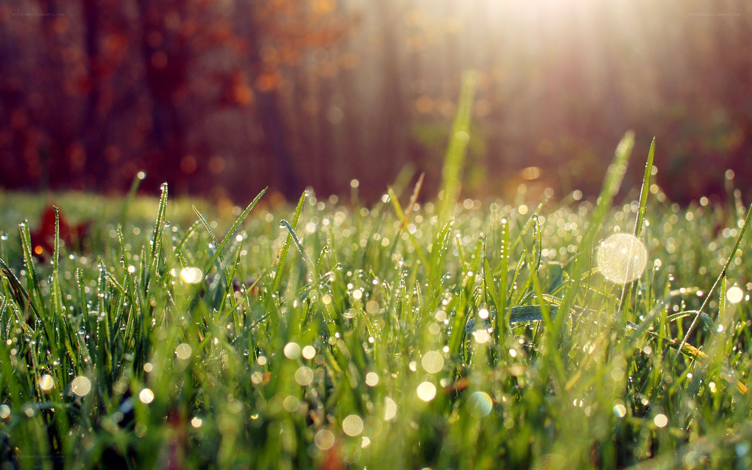 Morning dew on grass