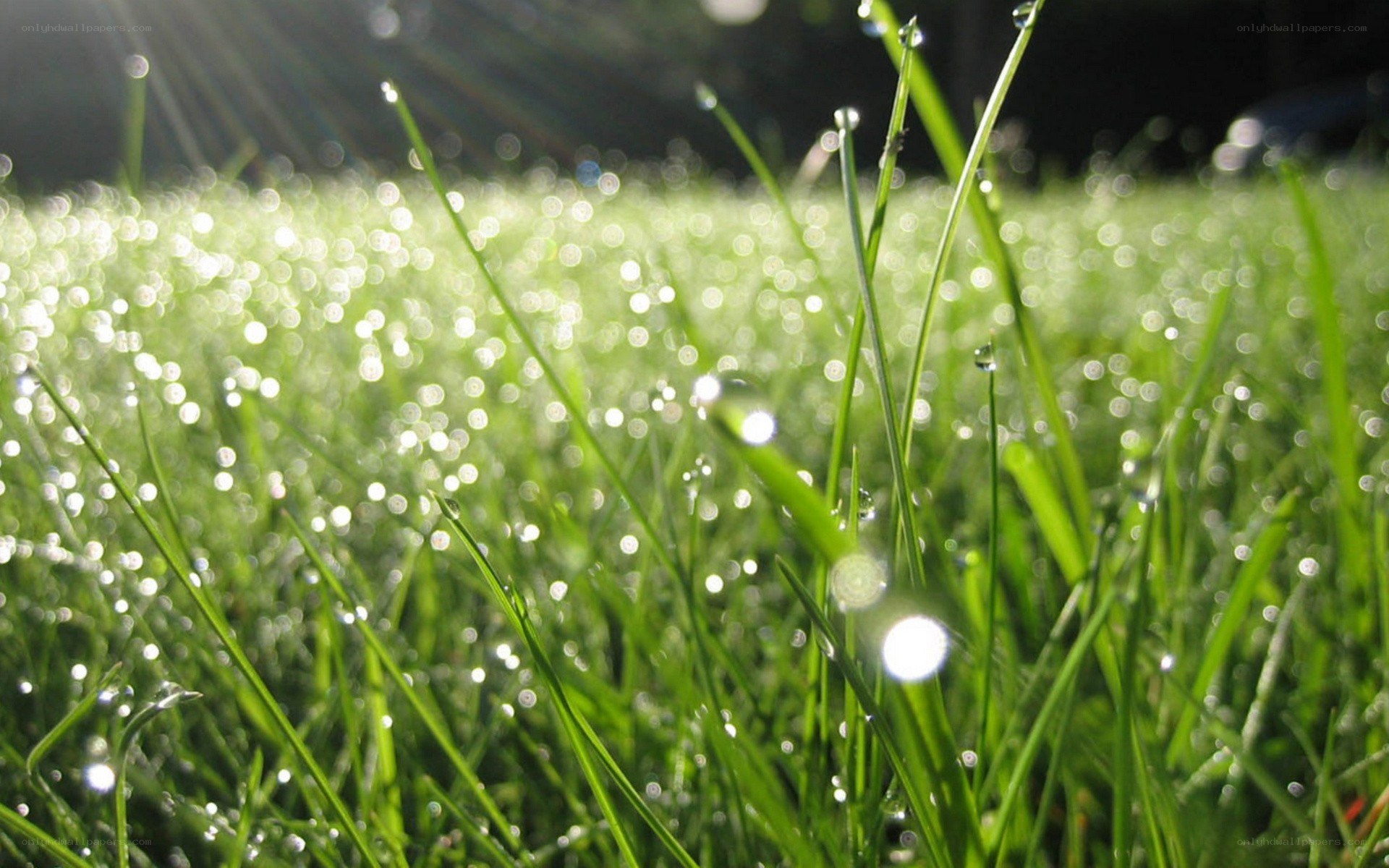 Morning dew on grass