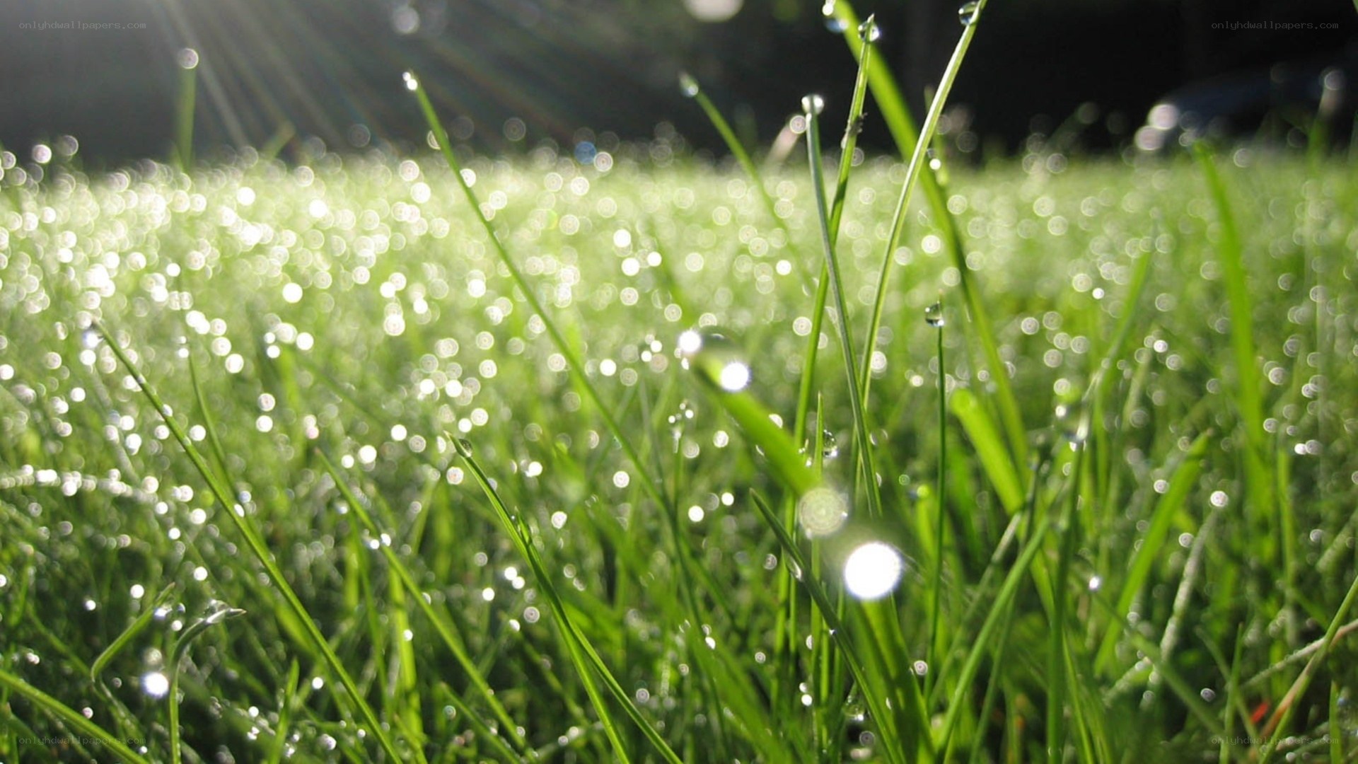 Morning dew on grass