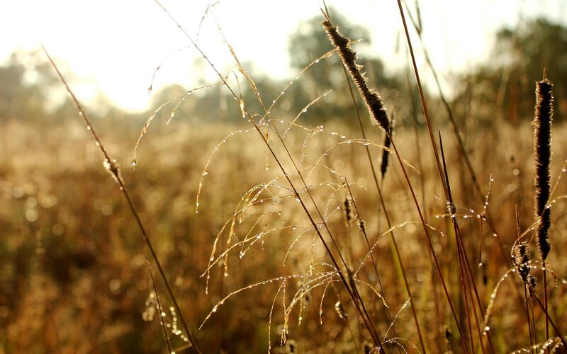 Morning dew on grasses