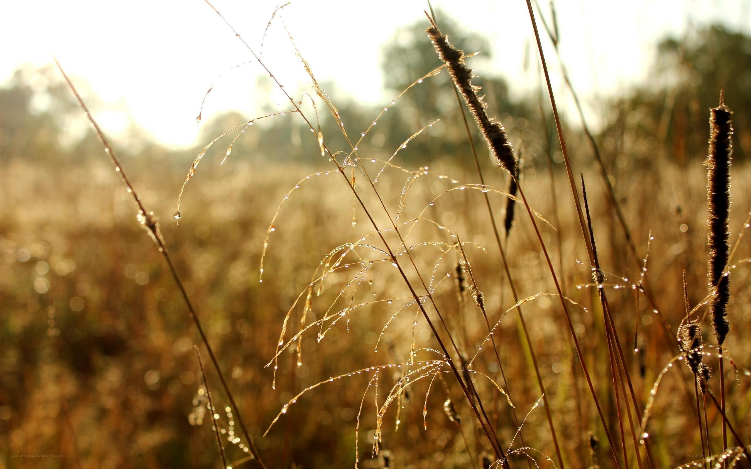 Morning dew on grasses