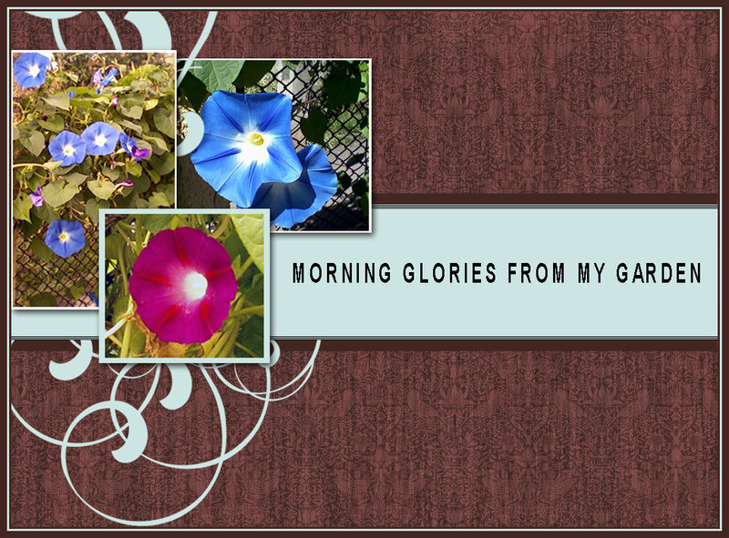 Morning Glories in Garden