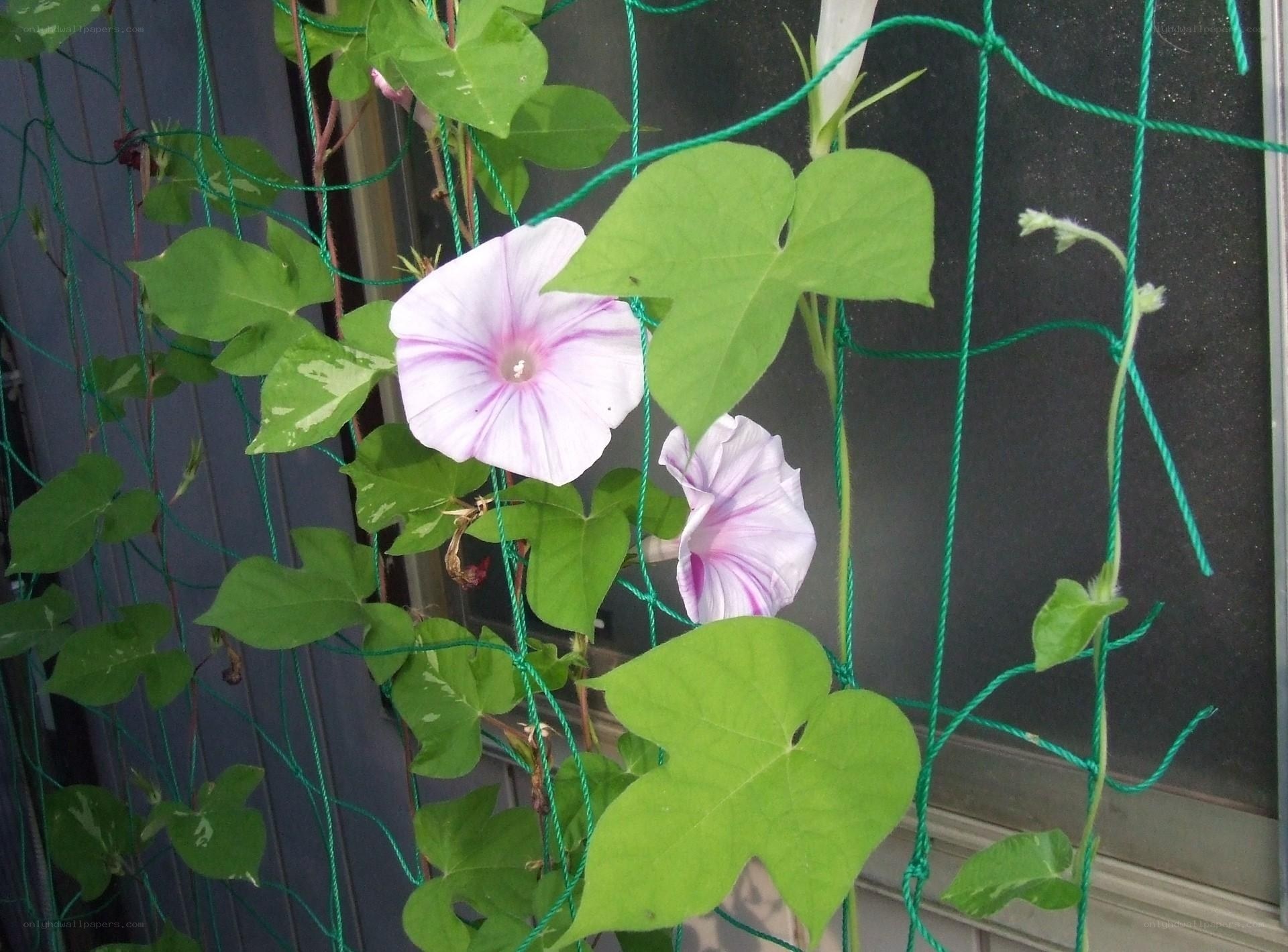 Morning glory flowers on a trellis