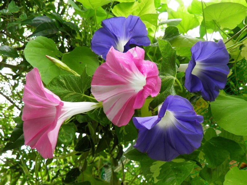 Morning Glory Flowers