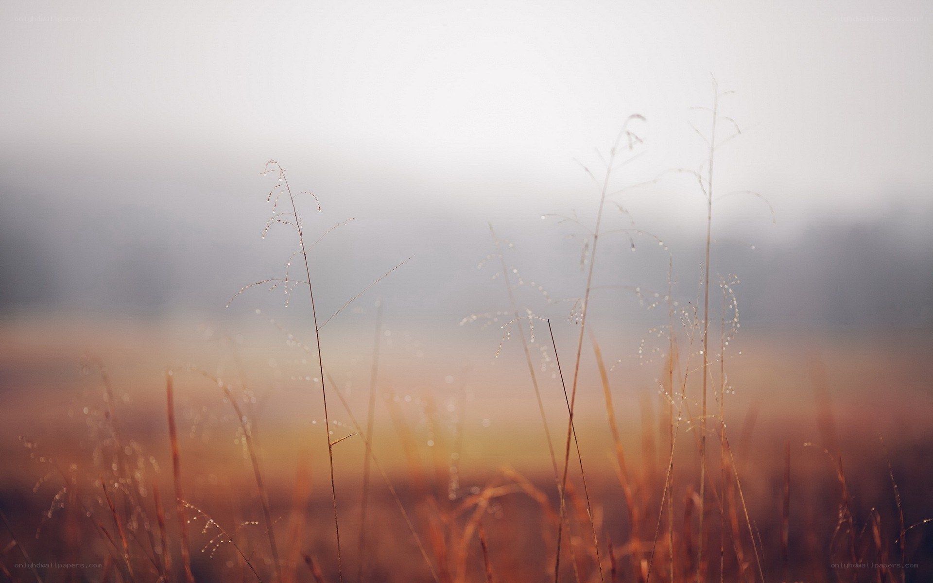 Morning grass in mist