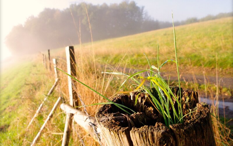 Morning grass on a fence post