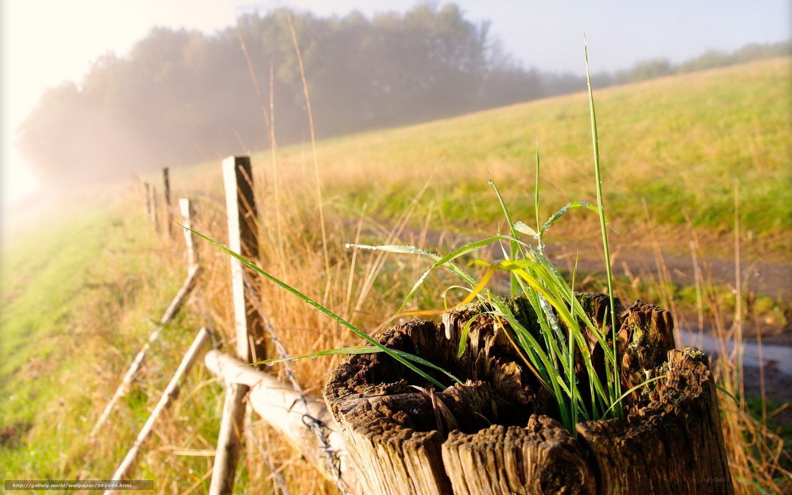 Morning grass on a fence post