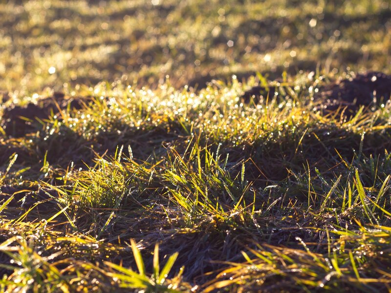 Morning grass with dew