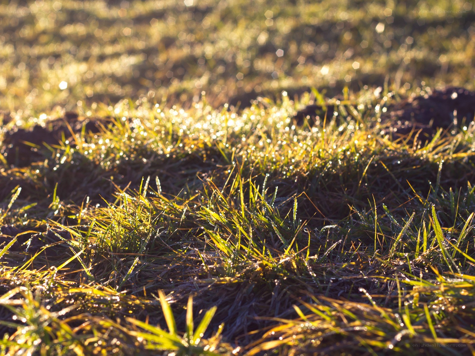 Morning grass with dew