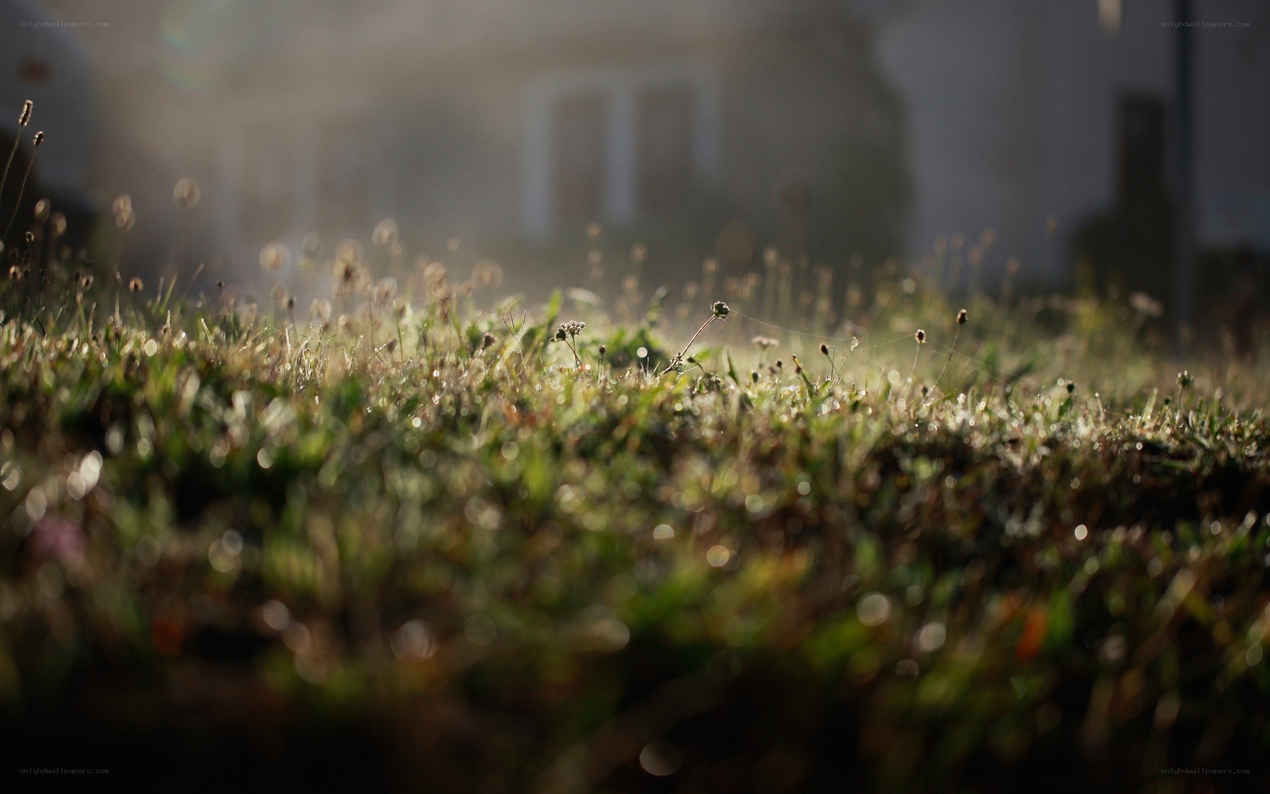 Morning grass with dew