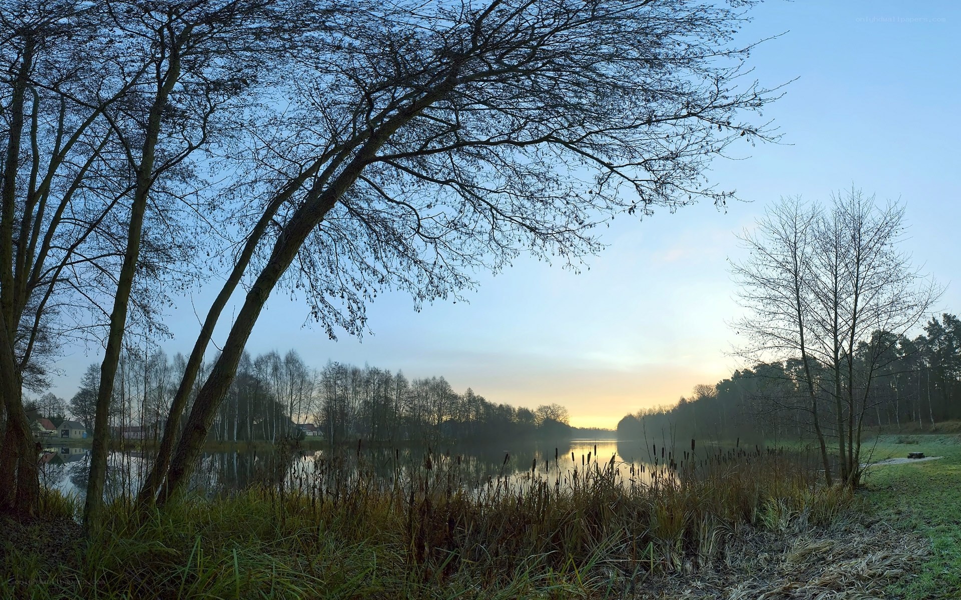 Morning lake with bare trees