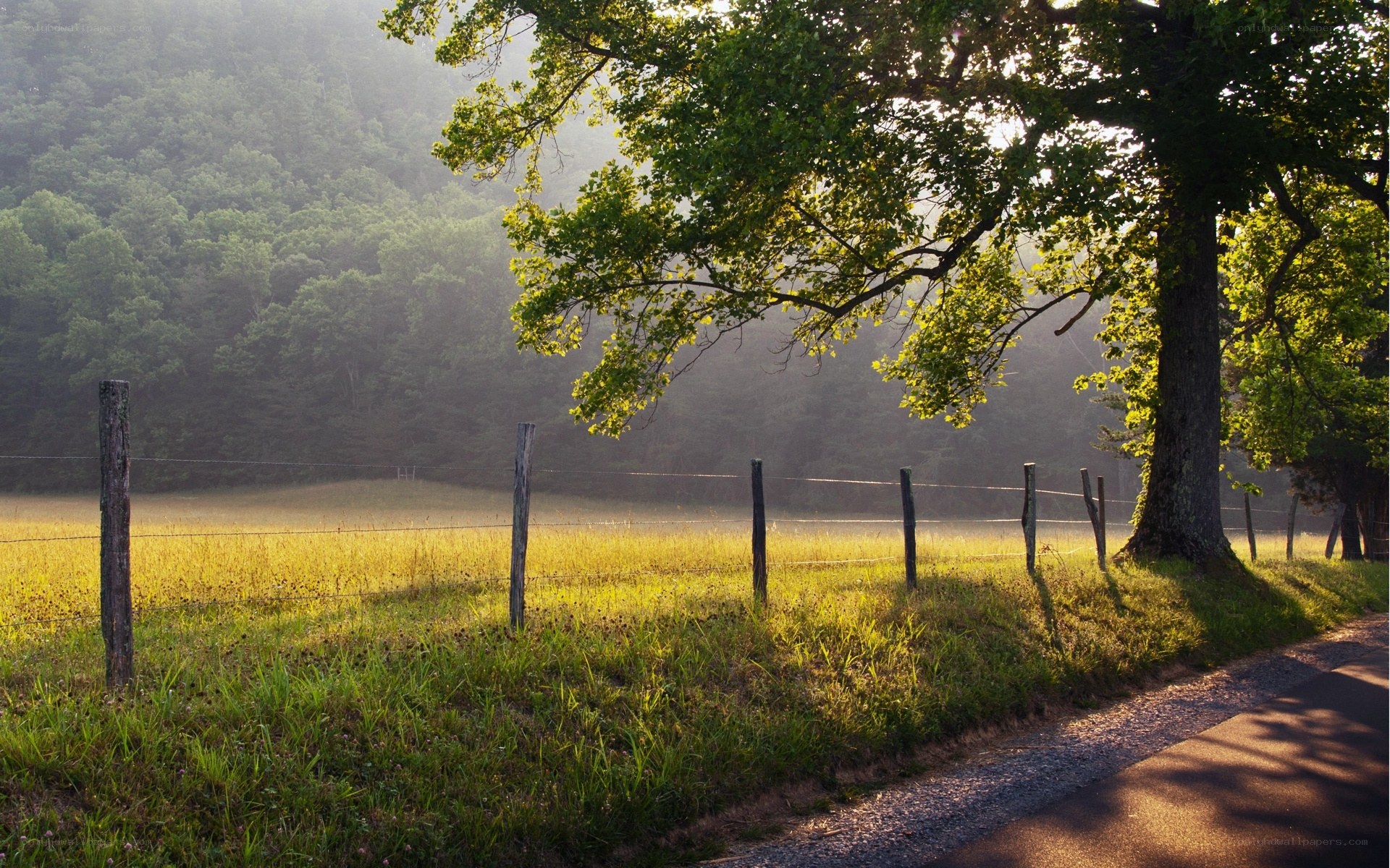 Morning light on a rural road