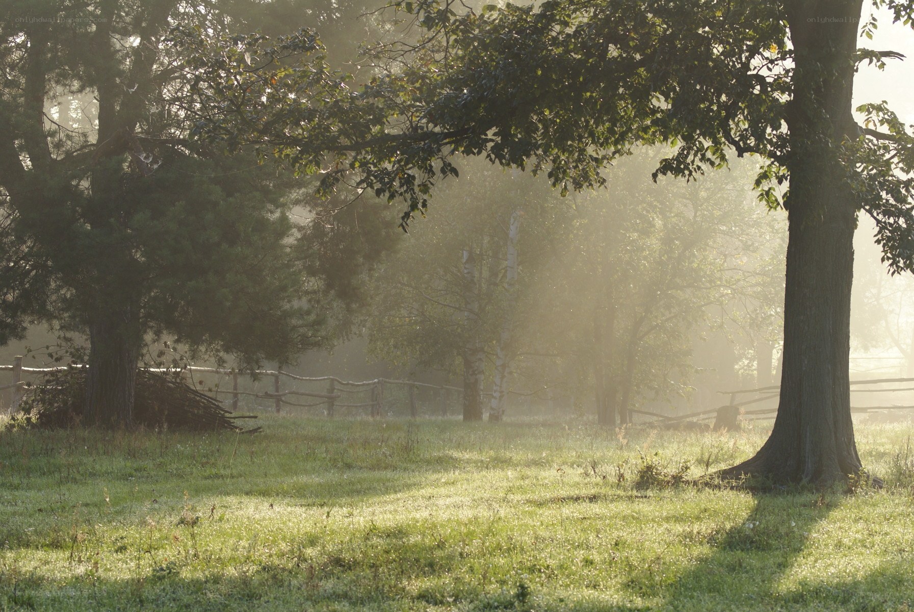 Morning mist in a forest clearing