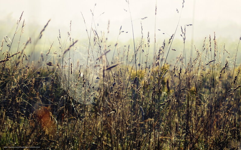Morning mist in a grassy field
