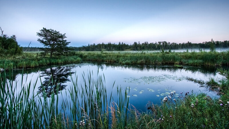 Morning mist over a calm pond