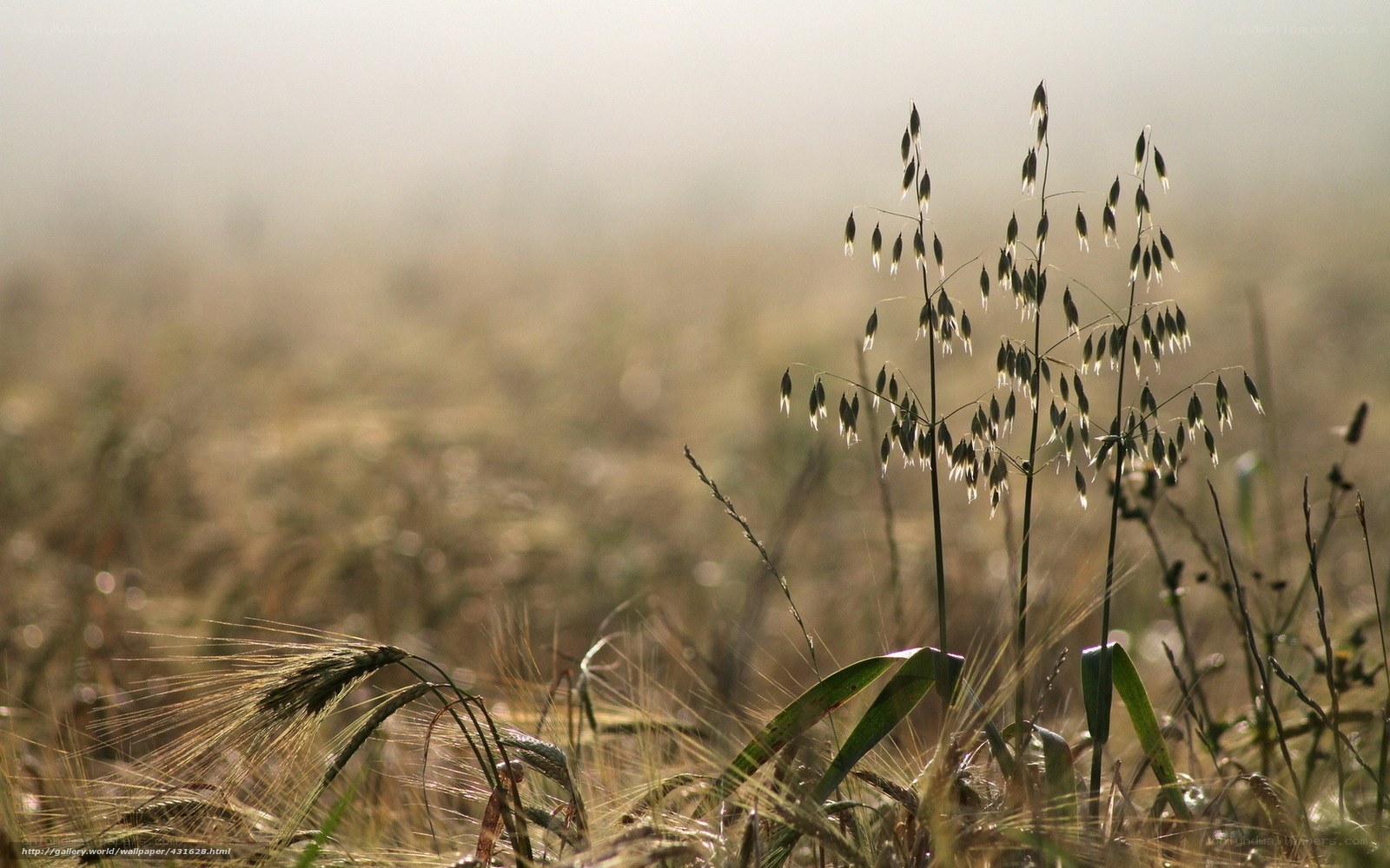Morning mist over a grain field
