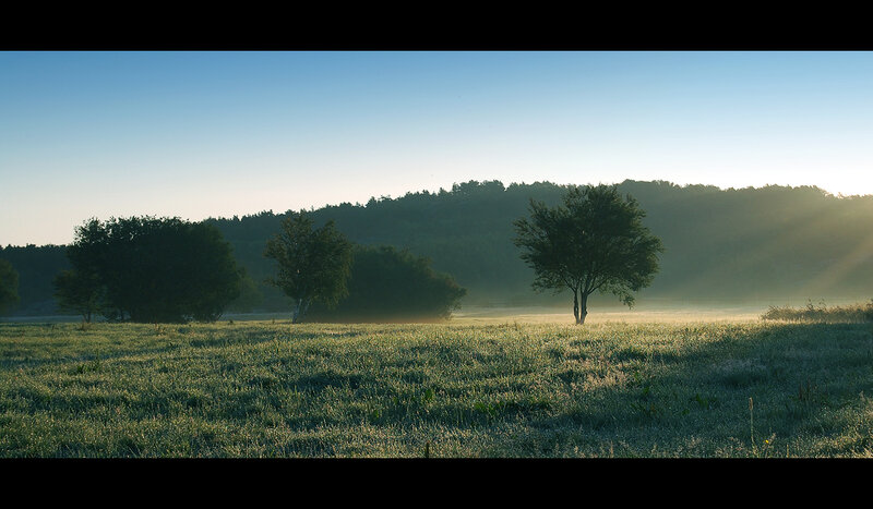 Morning mist over a grassy field