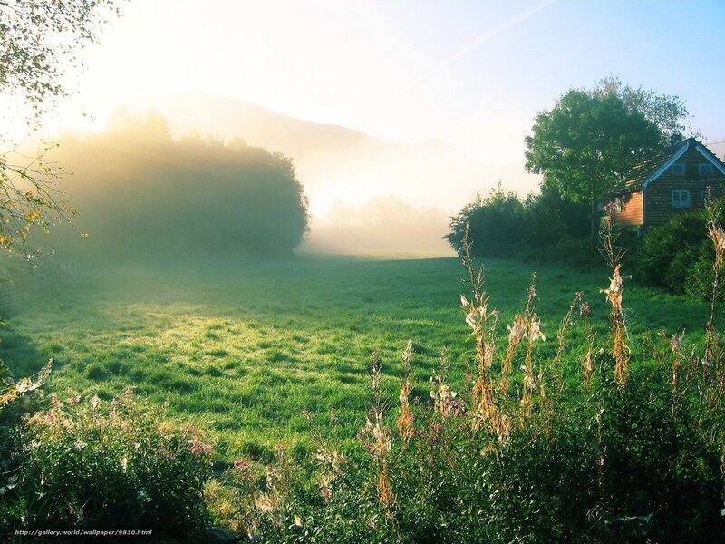 Morning mist over a green field