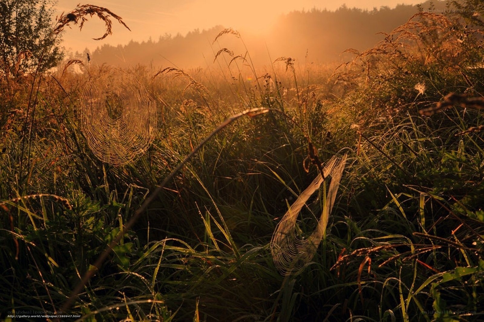 Morning mist over a spider web