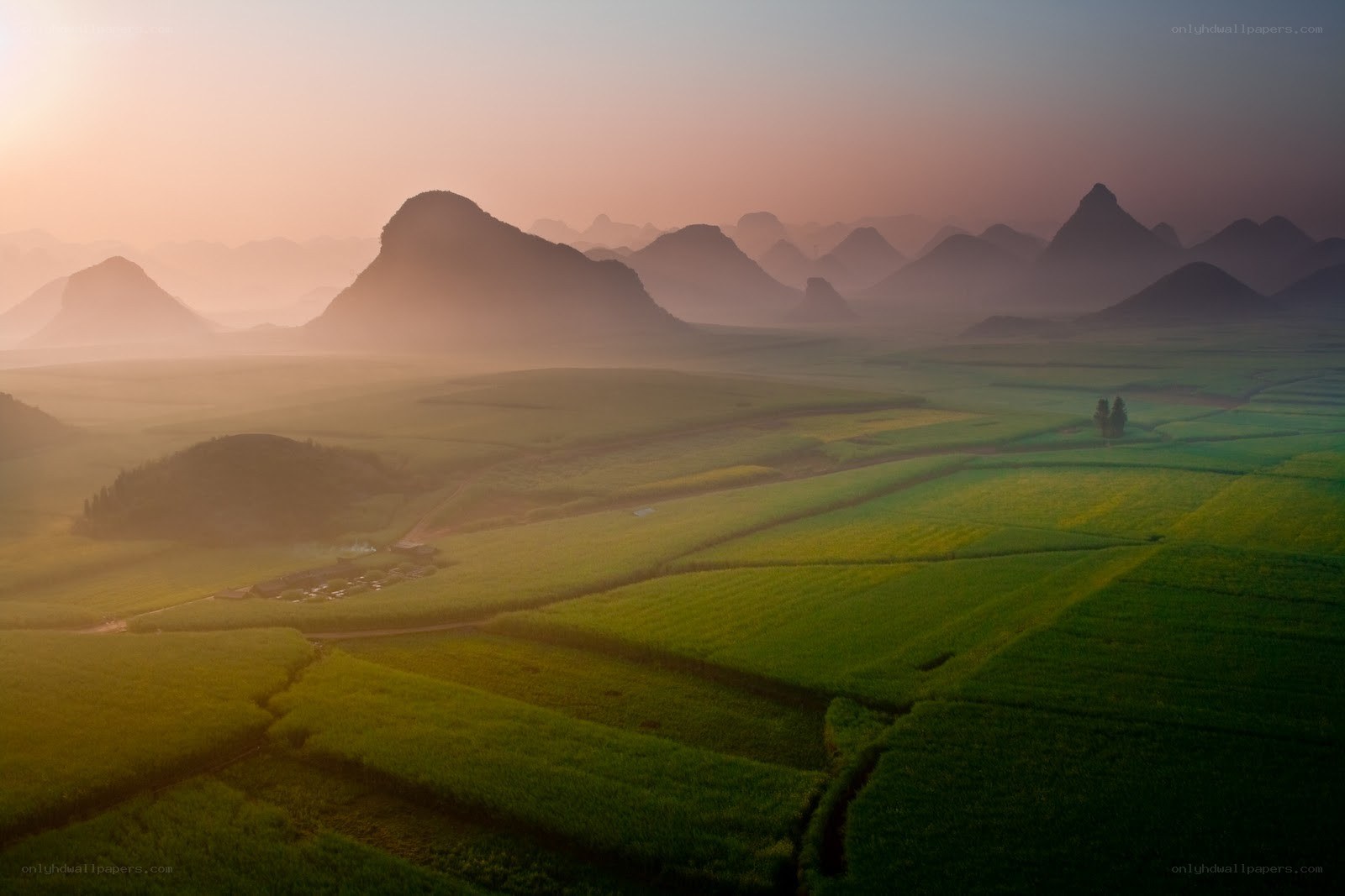 Morning mist over rice fields