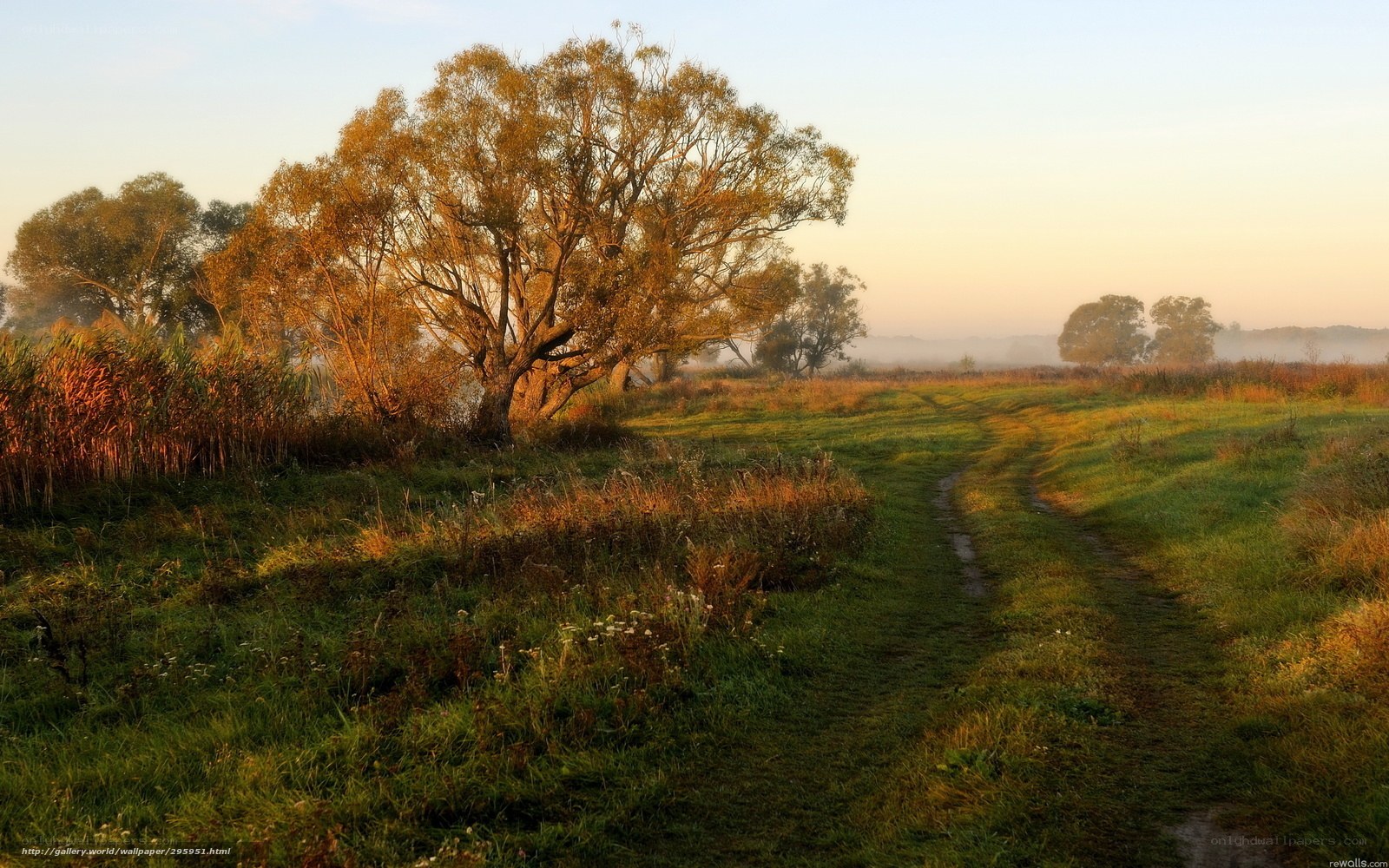 Morning path through a misty field