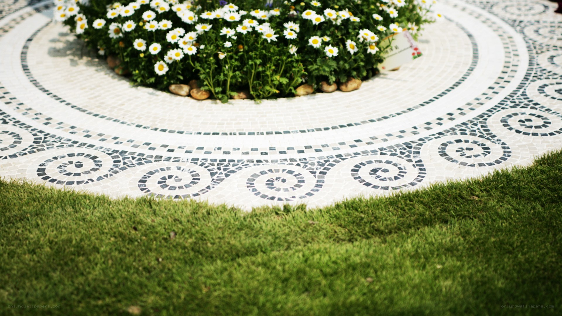 Mosaic garden with daisies