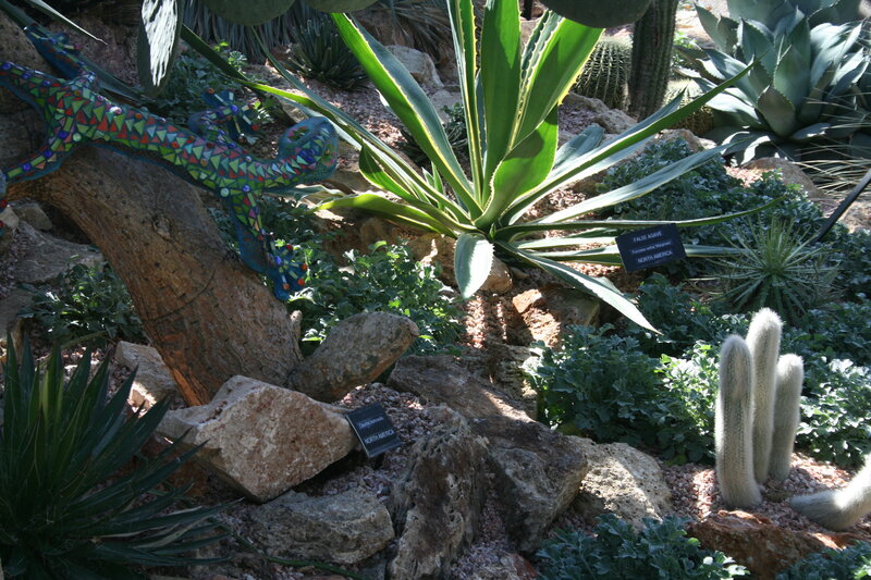 Mosaic Lizard on Rock