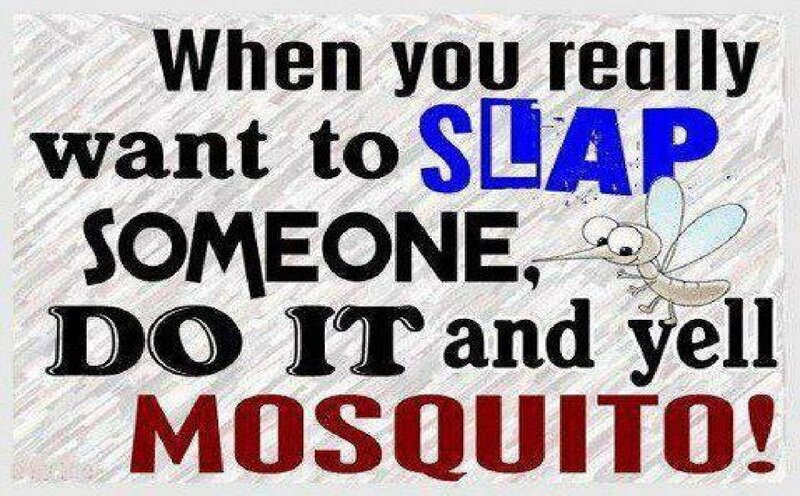 Mosquito and Text