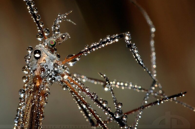 Mosquito Covered in Dew