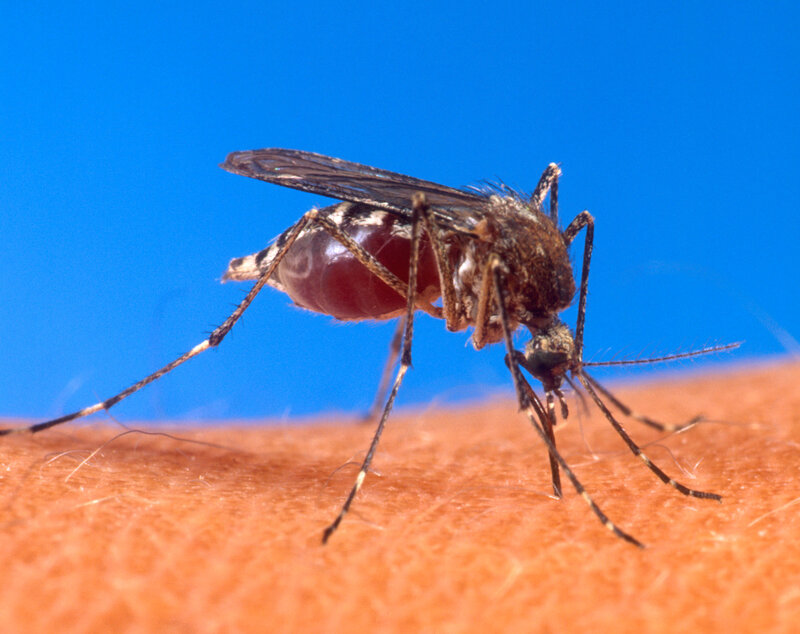mosquito feeding on human skin