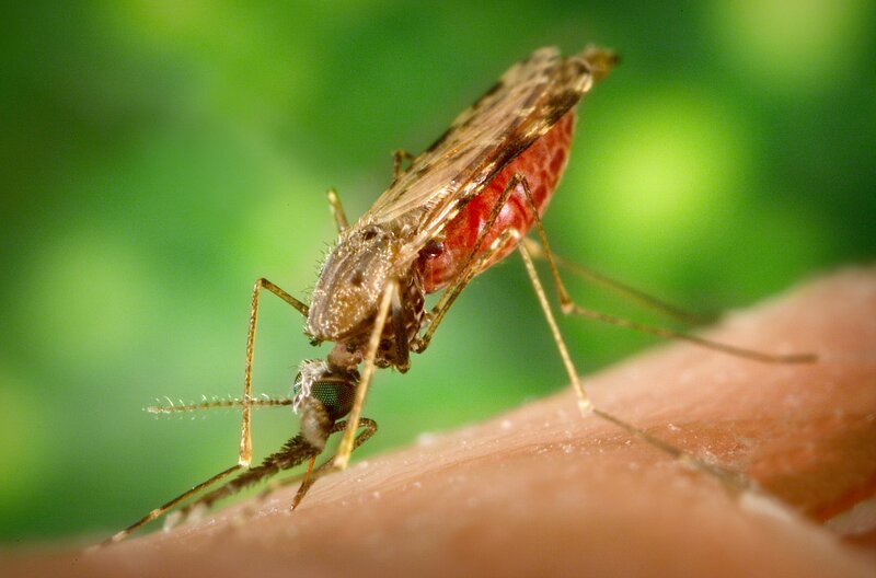 Mosquito Feeding on Skin — Brown