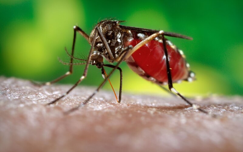 Mosquito Feeding on Skin — Red, Dramatic, Photograph