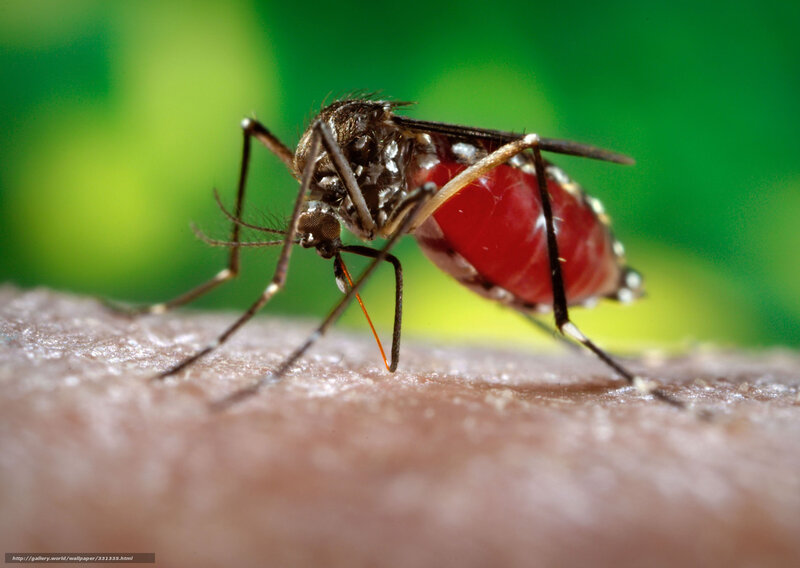 Mosquito Feeding on Skin — Red, Dramatic