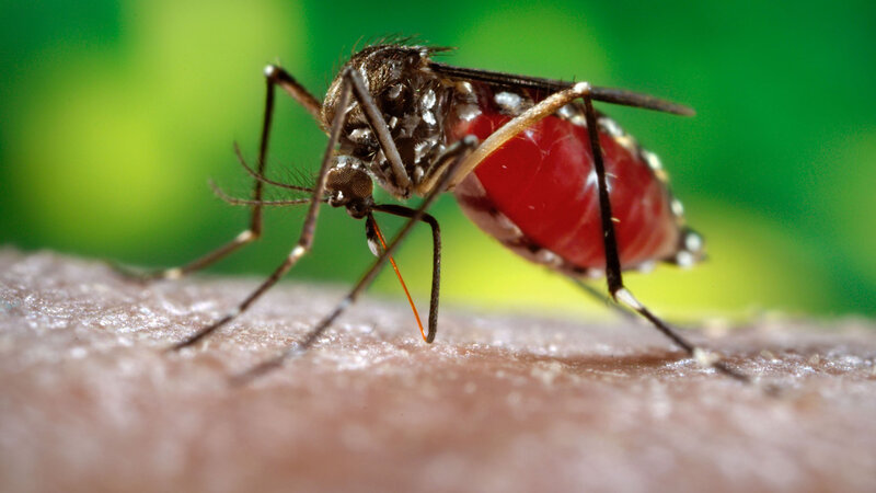 Mosquito Feeding on Skin — Red