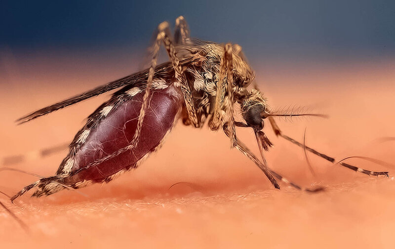 Mosquito Feeding on Skin